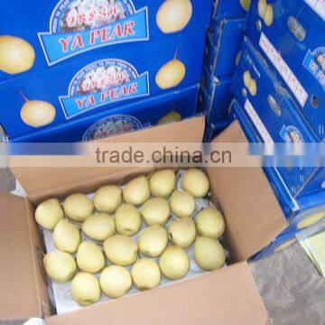 Asian Ya Pear Packed in 9kg 18kg Box for Sale photo-5
