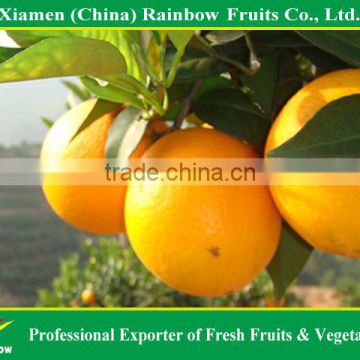 sweet yongchun Fujian lugan mandarin from China