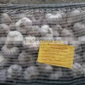 DRY GARLIC FROM EGYPT RED AND WHITE GOOD PRICE