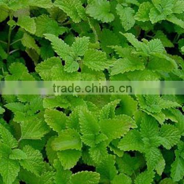 Lemon Balm seeds/Melissa Officinalis seeds Sweetgrass seeds for planting