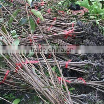 Cherry Tree Seedling