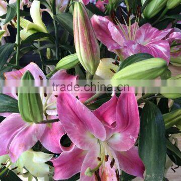 Wholesale Sweet smell fresh cut lily flower sale on Alibaba.com