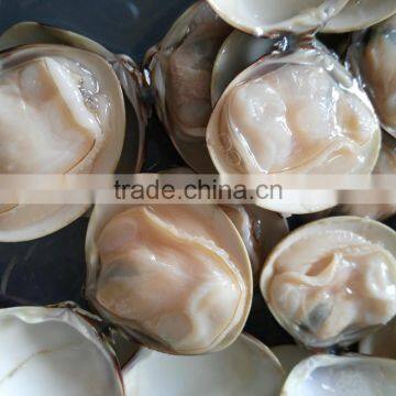 Frozen boiled seafood fresh Meretrix Lusoria