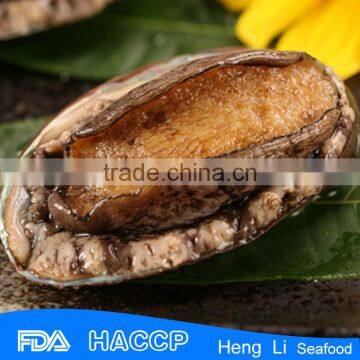 Fresh live frozen abalone