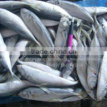 Best Sea Frozen Horse Mackerel Price