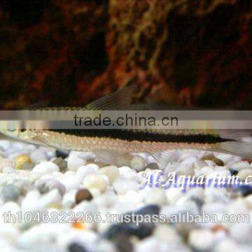Siamese Algae Eater Fish For Sale / Aquarium Fish Thailand photo-4