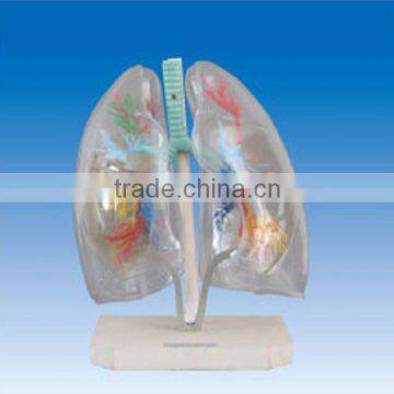 Transparent pulmonary segment model