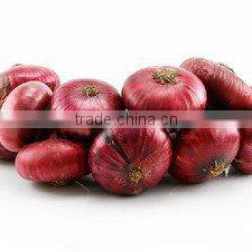 Onion