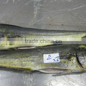 Mahi Mahi