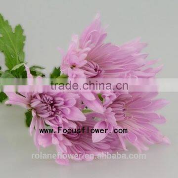 For Birthday Decoration Decor Chrysanthemum With 10 Stems/Bundle Mini Fresh Chrysanthemum With 0.5kg/Bundle Chrysanthemum Pink C photo-3