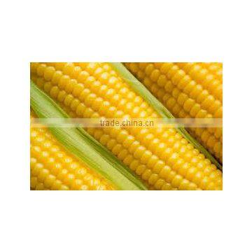Maize 99% Purity photo-3