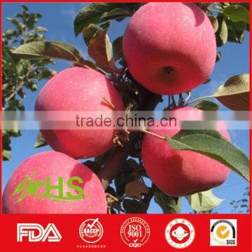 Healthy and Nutritious Fresh Red Fuji Apple