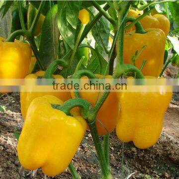 Fresh Pepper