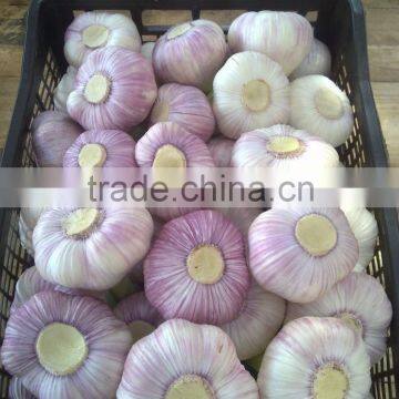 Importer to buy fresh garlic from Egypt with good quality and cheaper price
