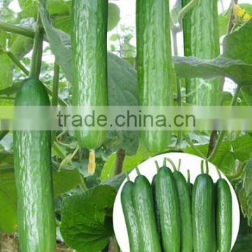 New Hybrid Fruit Cucumber seeds for growing-Mini Cucumber