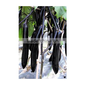 High resistance to disease Hybrid eggplant seeds for growing- YC No.2