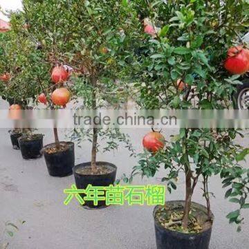 Easy Survival Pomegranate Seedling photo-6