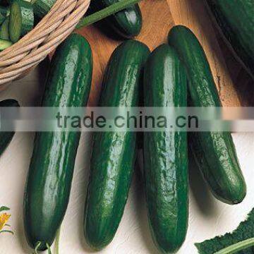 Kareem F1 Hybrid Cucumber Seeds