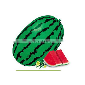 Green Stripes Oblong Watermelon For Sale FM-8