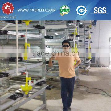 Layer Poultry Battery Cages of 90 capacity birds