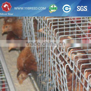 Types of Poultry House With Egg Collection System Machine photo-5