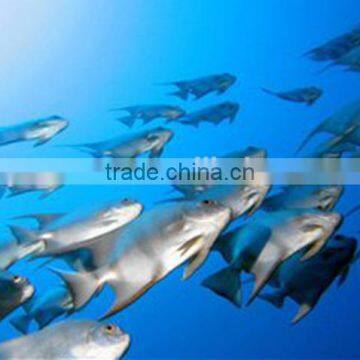 Floating-feed Pelleting Machine/Fish Feed/Fish Food photo-6