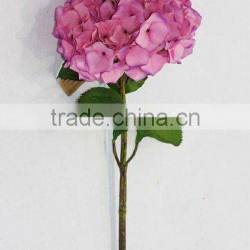 pink single hydrangea with coated