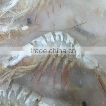 BQF Whole Round Vannamei White Shrimp