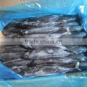 Fresh frozen bonito sea fish