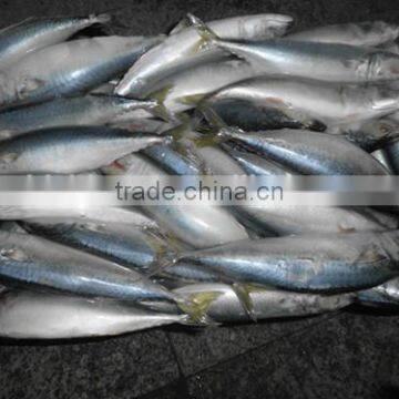 Pacific Mackerel photo-2
