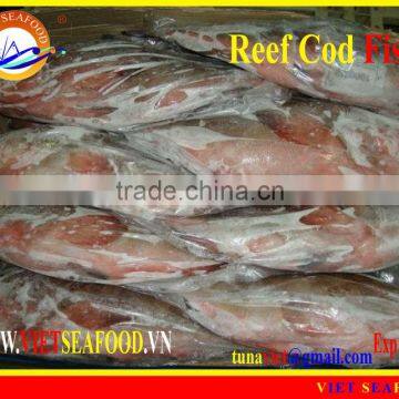 WHOLE ROUND FROZEN REEF COD FISH