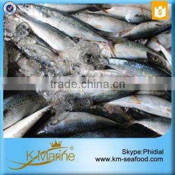 Frozen Seafood Horse Mackerel Fish Sale photo-6