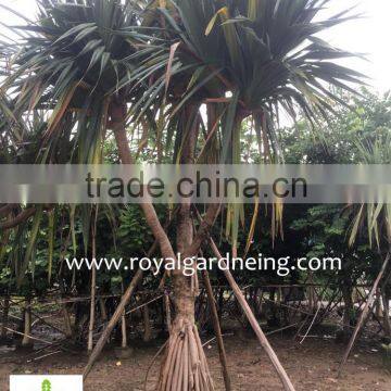 Pandanus Utilis High 4-5m Landscaping Tree photo-5