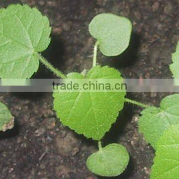 Sida Cordifolia Extract photo-3