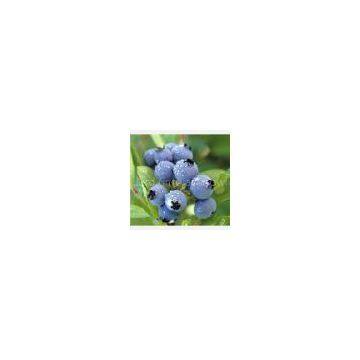 Blueberry extract