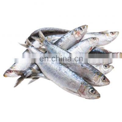 chinese sardine frozen sardine bait frozen sardine for bait sardinella aurita