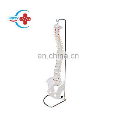 HC-S210 medical Anotomy model skeleton Life-size human large spine skeleton teaching model  Life-size Spine model