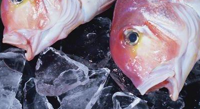 Linsky 40Ton/24hr plate ice machinery for fish market
