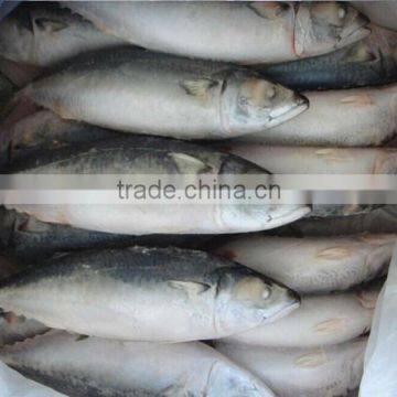 supply for 400-600g frozen mackerel seafood