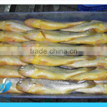 FROZEN LARGE YELLOW CROAKER FISH PRICE