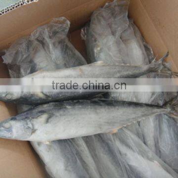 frozen spanish mackerel best export