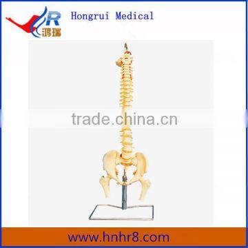 Hot Sale Vertebral Column with Pelvis Model and Femur Heads