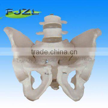 4.Natural Size Lumbar Vertebrae Set (4th and 5th ),Joint Bones Medical Human Skeleton Model