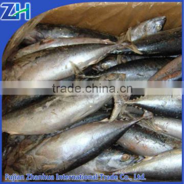 frozened bonito fish Auxis Thazard