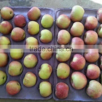 Unbagged Qinguan Apples photo-2