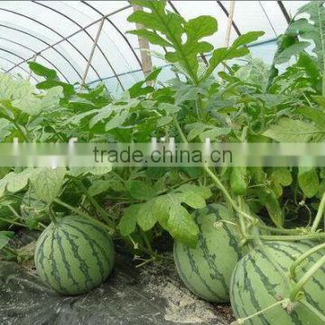 EVA Three-layer Watermelon Greenhouse Film