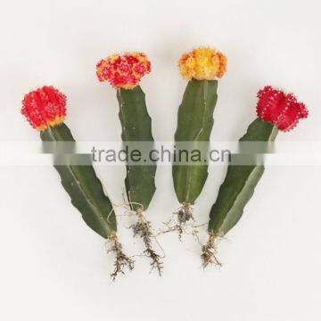 Indoor wholesale cactus plants