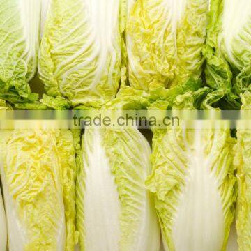 Long Shape Cabbage Fresh Green Cabbage on sale frozen packed