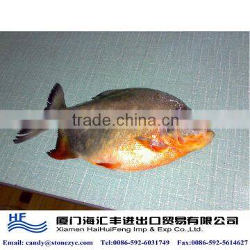 Frozen fresh red pacu for sale