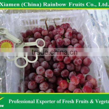 2015 new crop best quality fresh red grapes for sale colourful grape